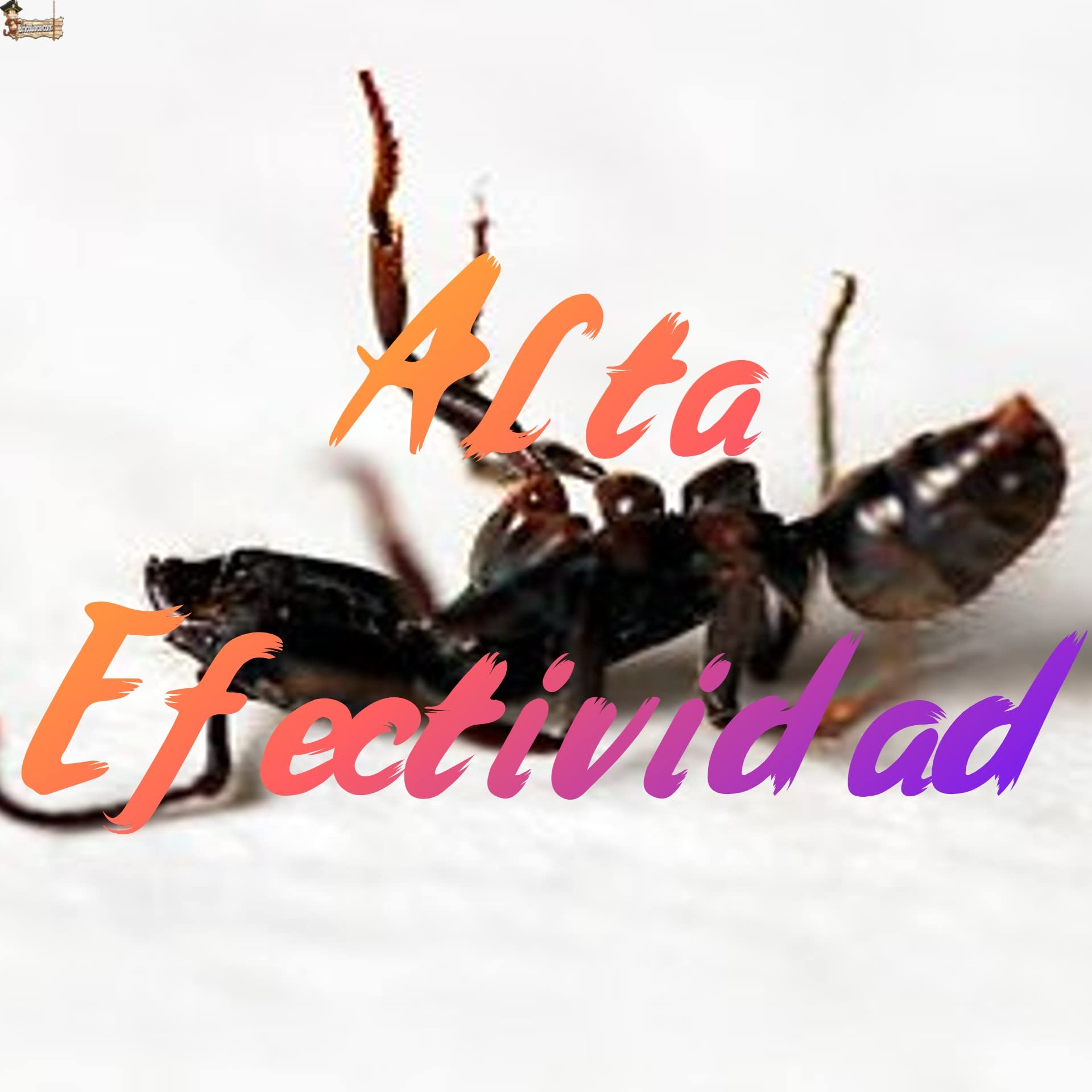 BricoLoco.com Insecticida granulado en Polvo Insectos Rastreros. ¡¡¡ 1.500 Gramos !!! (6X250 grs.). Suelo Exterior e Interior. Hormigas, cucarachas, pulgas, chinches, garrapatas, piojos. (1.5)
