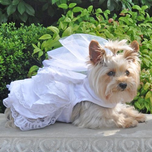 Dog Wedding Harness Dress Set (S) #TOP28