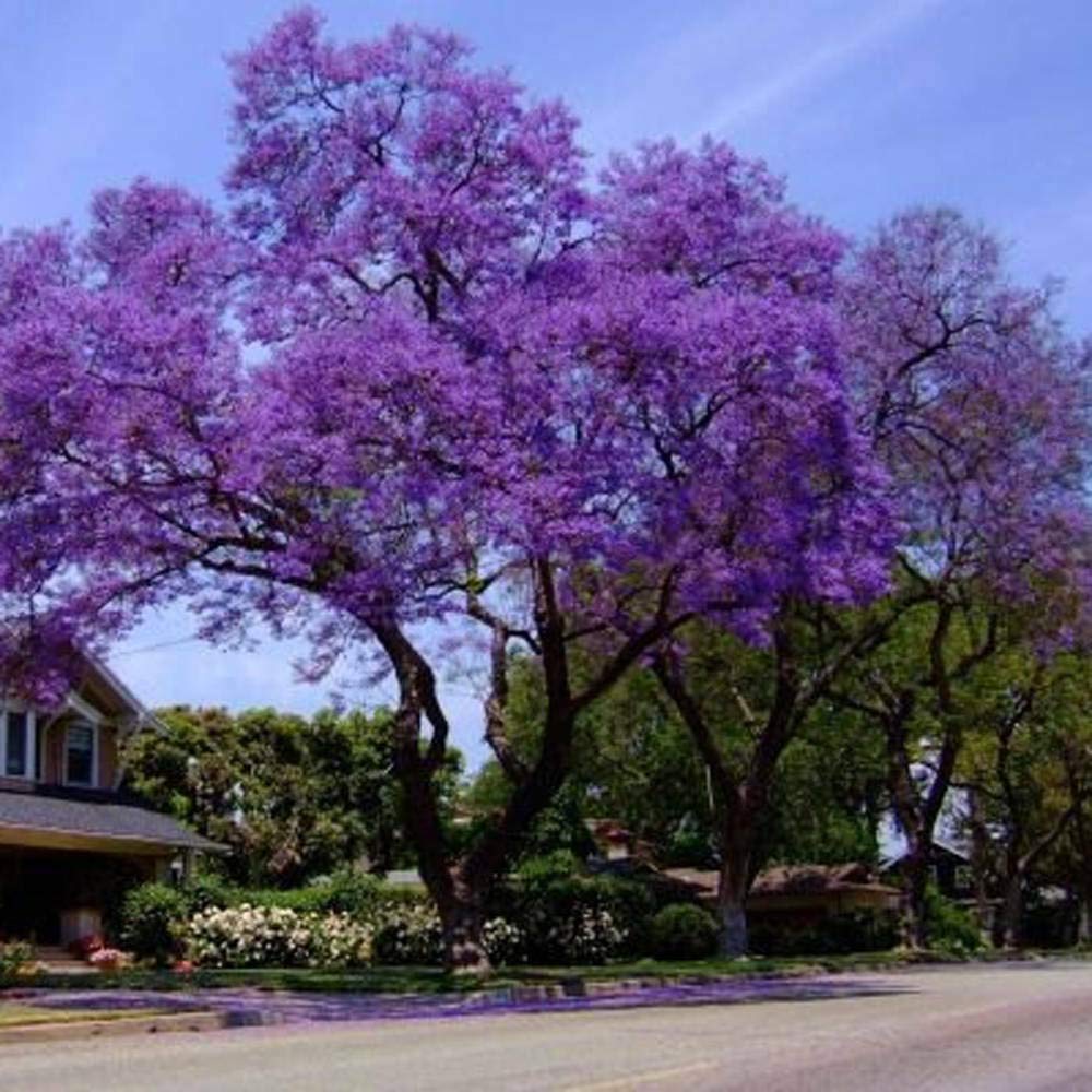 Empress Tree - Paulownia tomentosa Tree Seeds, Also Known as Foxglove Tree Home Garden Planting by Heavy Torch, 10 Seeds