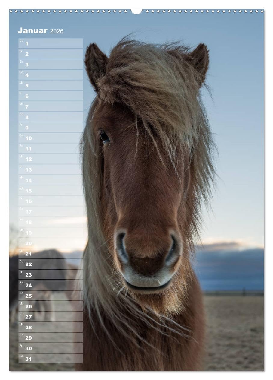 Mein ISLANDPFERDE Planer - Geburtstage, Hof-Feste, Turniere (hochwertiger Premium Wandkalender 2026 DIN A2 hoch), Kunstdruck in Hochglanz: Geburtstage, Hof-Feste und Turniere (CALVENDO Tiere)