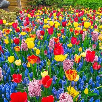 Bee & Butterfly Bulb Bundle | 50 Fresh Bulbs | Bloom All Spring and Summer, Easy to Grow Flower Bulb, Indoor/Outdoor - Ships from Iowa, USA