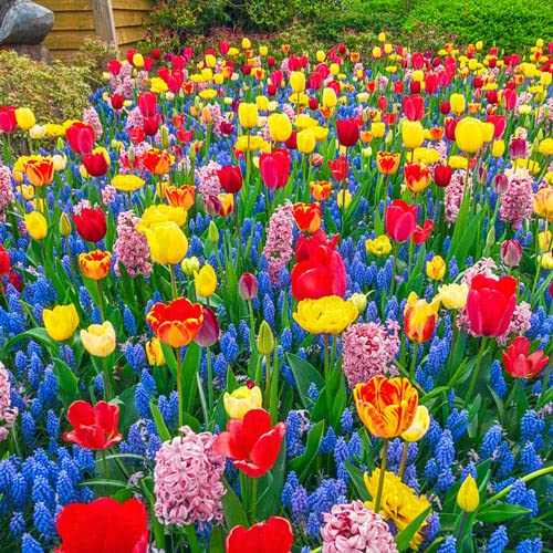 Bee & Butterfly Bulb Bundle | 50 Fresh Bulbs | Bloom All Spring and Summer, Easy to Grow Flower Bulb, Indoor/Outdoor - Ships from Iowa, USA
