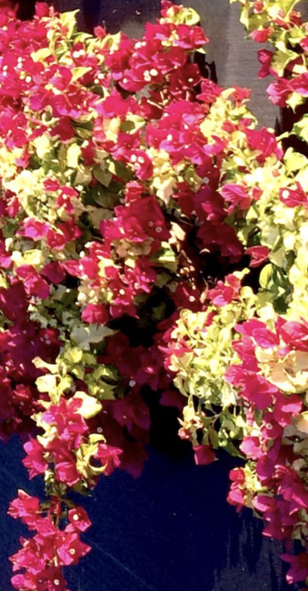 Bougainvillea Sunstone Red |Plug Plant | Climber