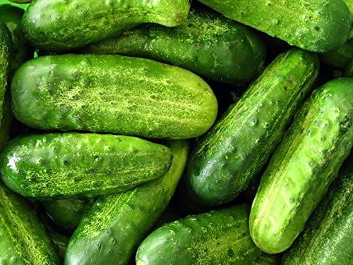 30 Wisconsin SMR-58 Pickling Cucumber Seeds, Heirloom Non-GMO, Crispy and