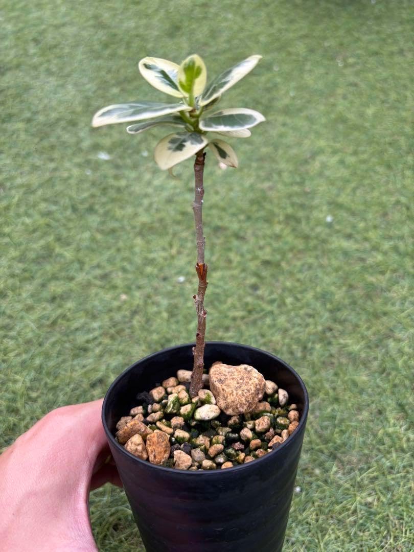 週末限定価格】 斑入り パンダガジュマル斑入り接木 希少 実生 実生