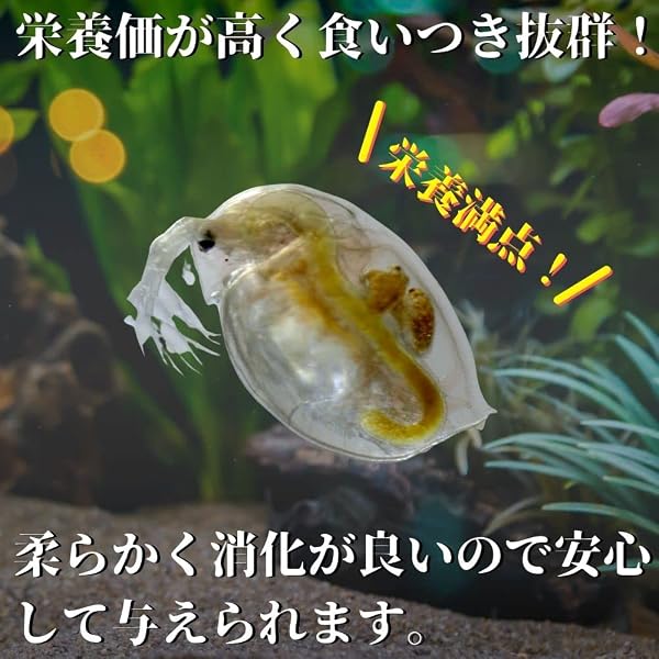 和香 タマミジンコ 生体 1g みじんこ メダカ 金魚 生クロレラ PSB 動画付 - 3