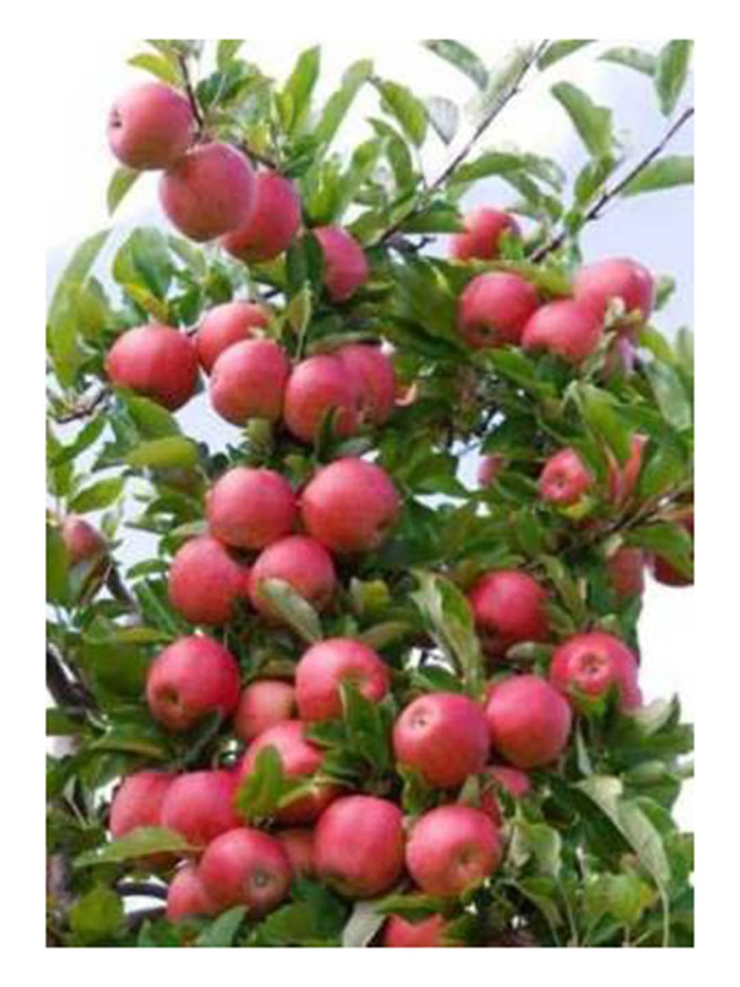 The Green View Garden Live All Season Hybrid Dwarf Fuji Apple Plant for Garden (GVGP00030_Red) (B0B5F6VVNQ) Amazon Price History, Amazon Price Tracker
