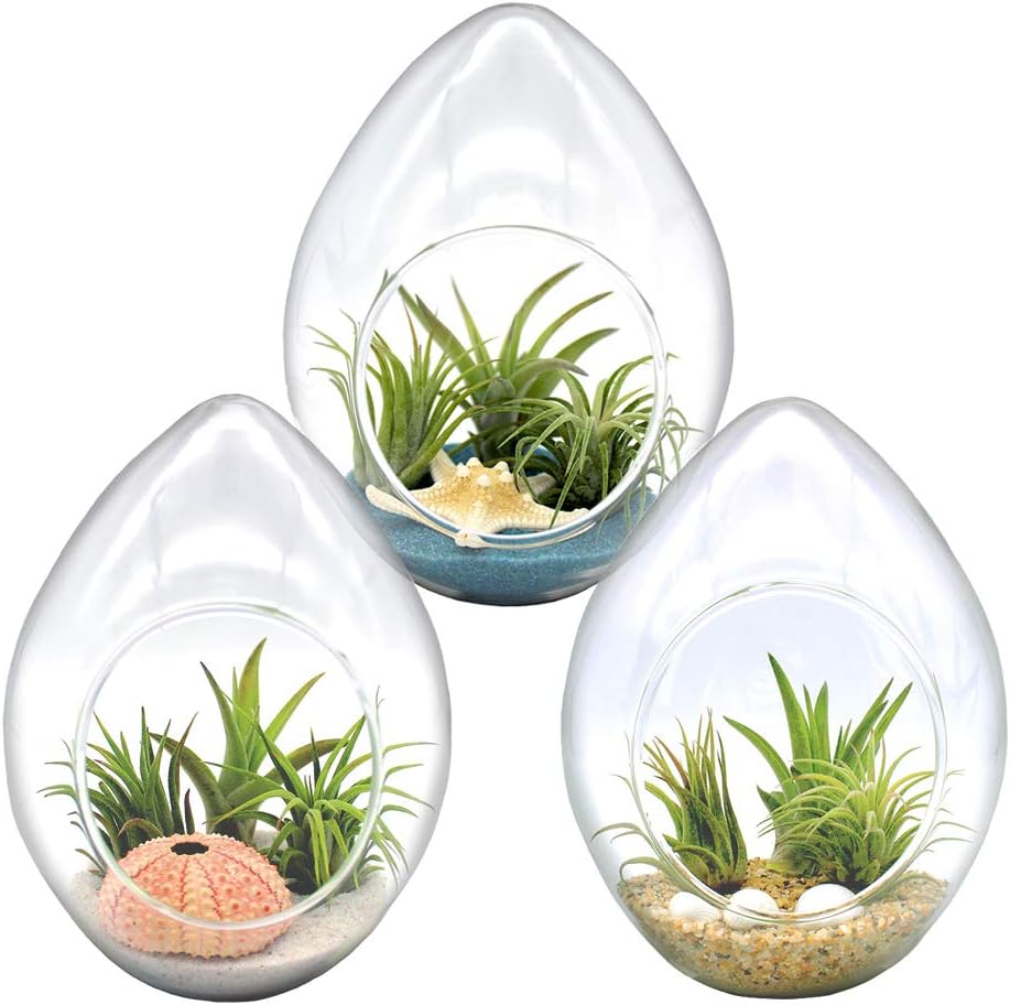 6-Inch Teardrop Glass Terrarium Complete Kit with 3 Live Tillandsia Air Plants, Colored Sand and Seashells (Blue Sand)