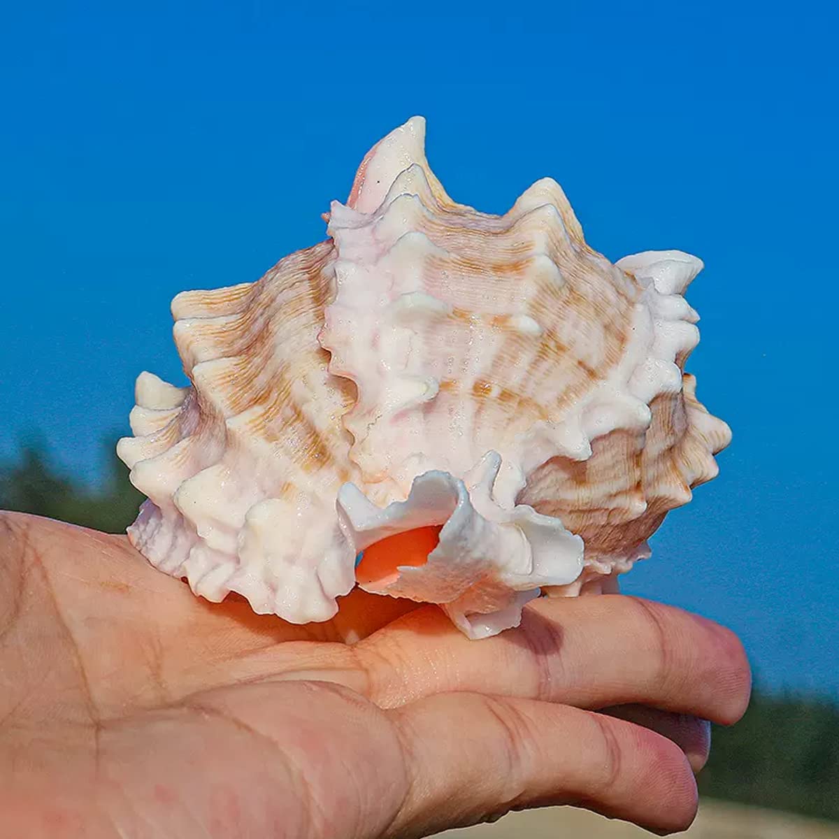 Muszle | Muszle 8-9 cm na wesele, imprezę na plaży, wystrój domu, rękodzieło DIY