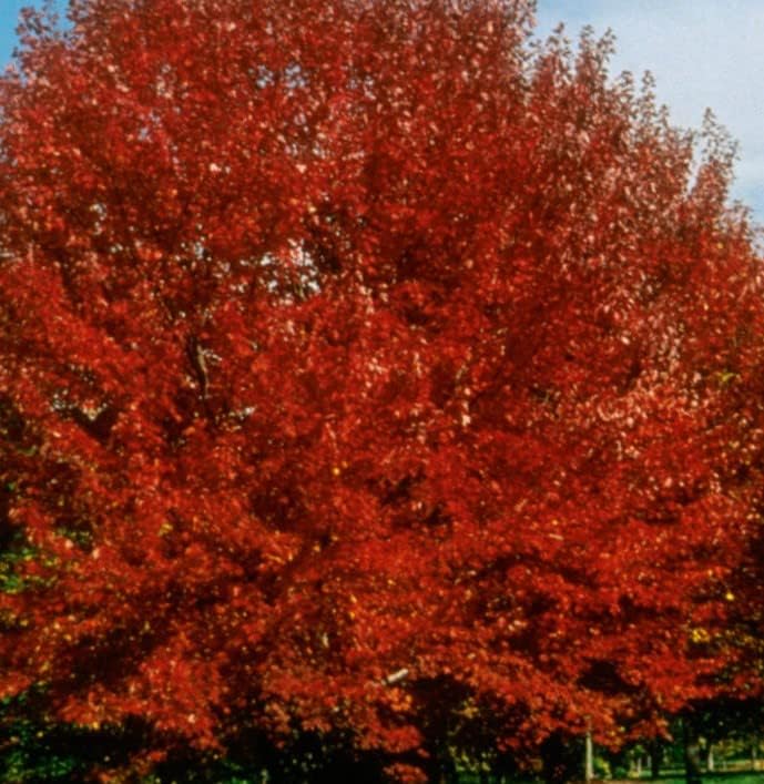 Brandywine Red Maple Tree - 1-2 ft tall in gallon container