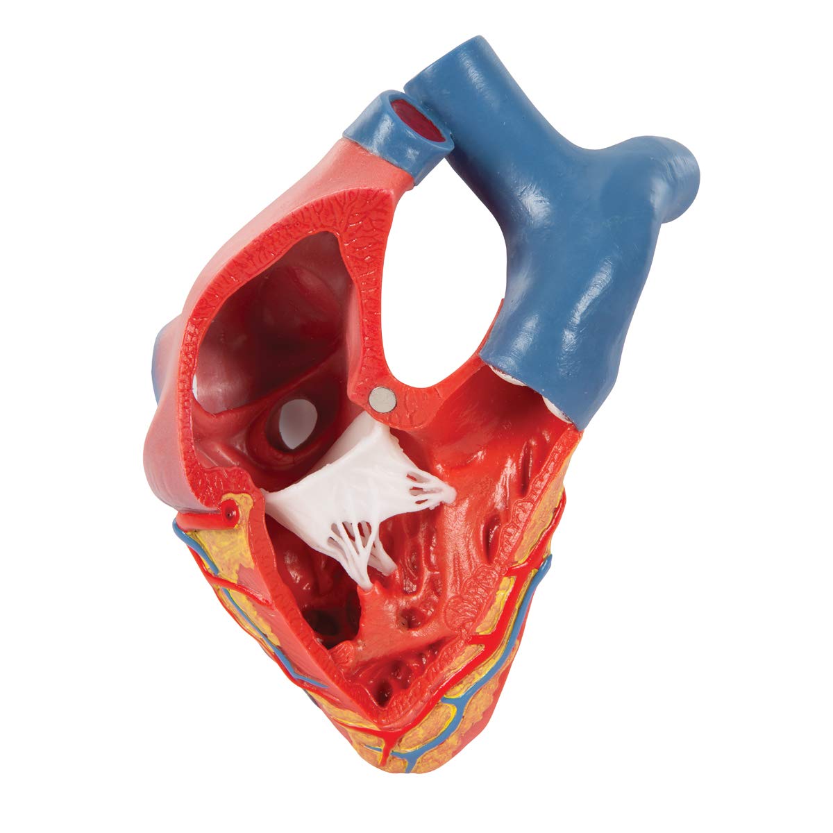 3B Scientific naukowa anatomia człowieka - model serca na podstawie, 5 części darmowe oprogramowanie anatomiczne - 3B Smart Anatomy
