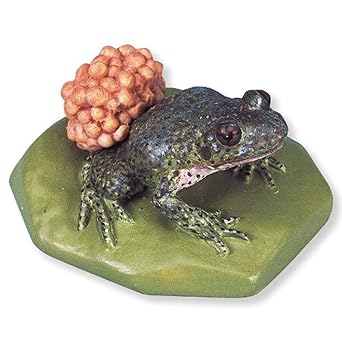 3B Scientific VN707 Midwife Toad Alytes obstetricans