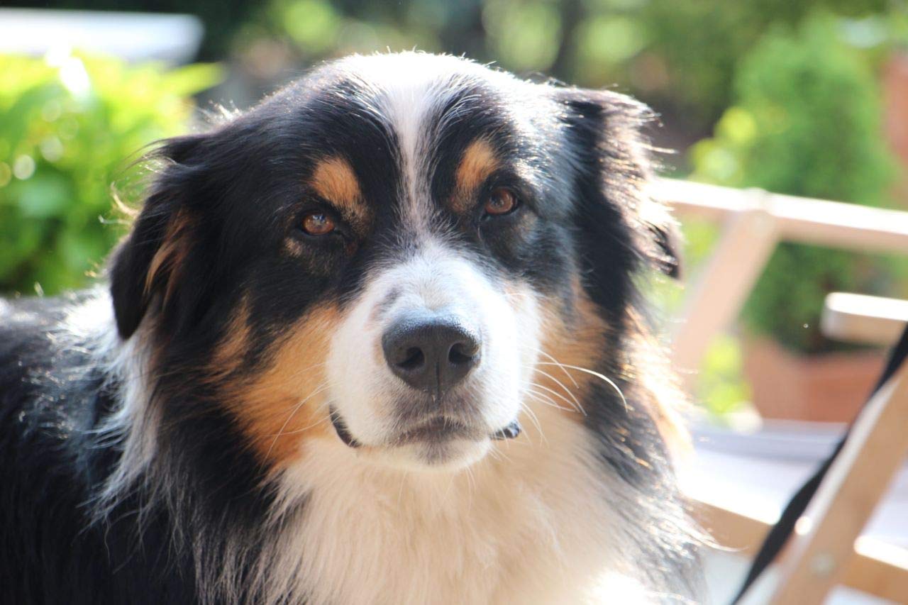 NordicVitalGemüse-Mix 2,5 kg Beutel – Barf-Gemüse für Hunde – Premiumqualität als Ergänzung – Gemüse-Flocken auch als Nagerfutter – 100% natürlich