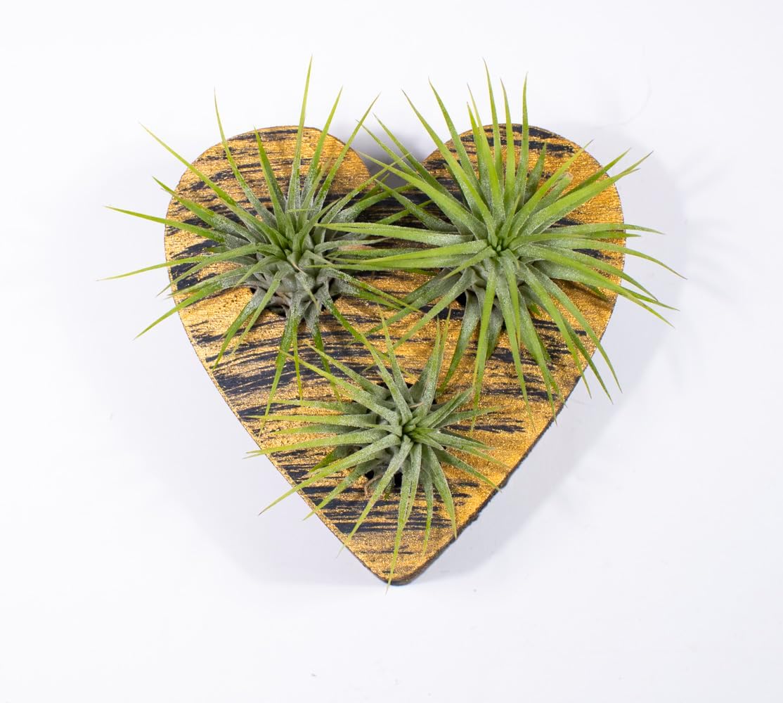 Air Plants - Tillandsia Ionantha - Organically Enhanced Color - Live Arrival Guaranteed - House Plants for Home Decor & Gift (6pk Mix)
