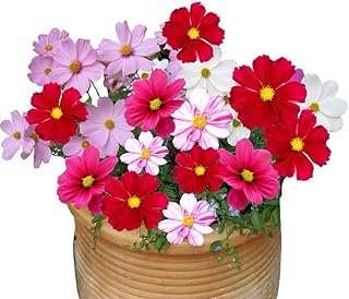 Galsang Flower Seeds 50pcs Cosmos Bipinnata Mix Flower Organic Fresh Premium Easy to Grow Plants Seeds for Planting Garden Yard Outdoor Decor