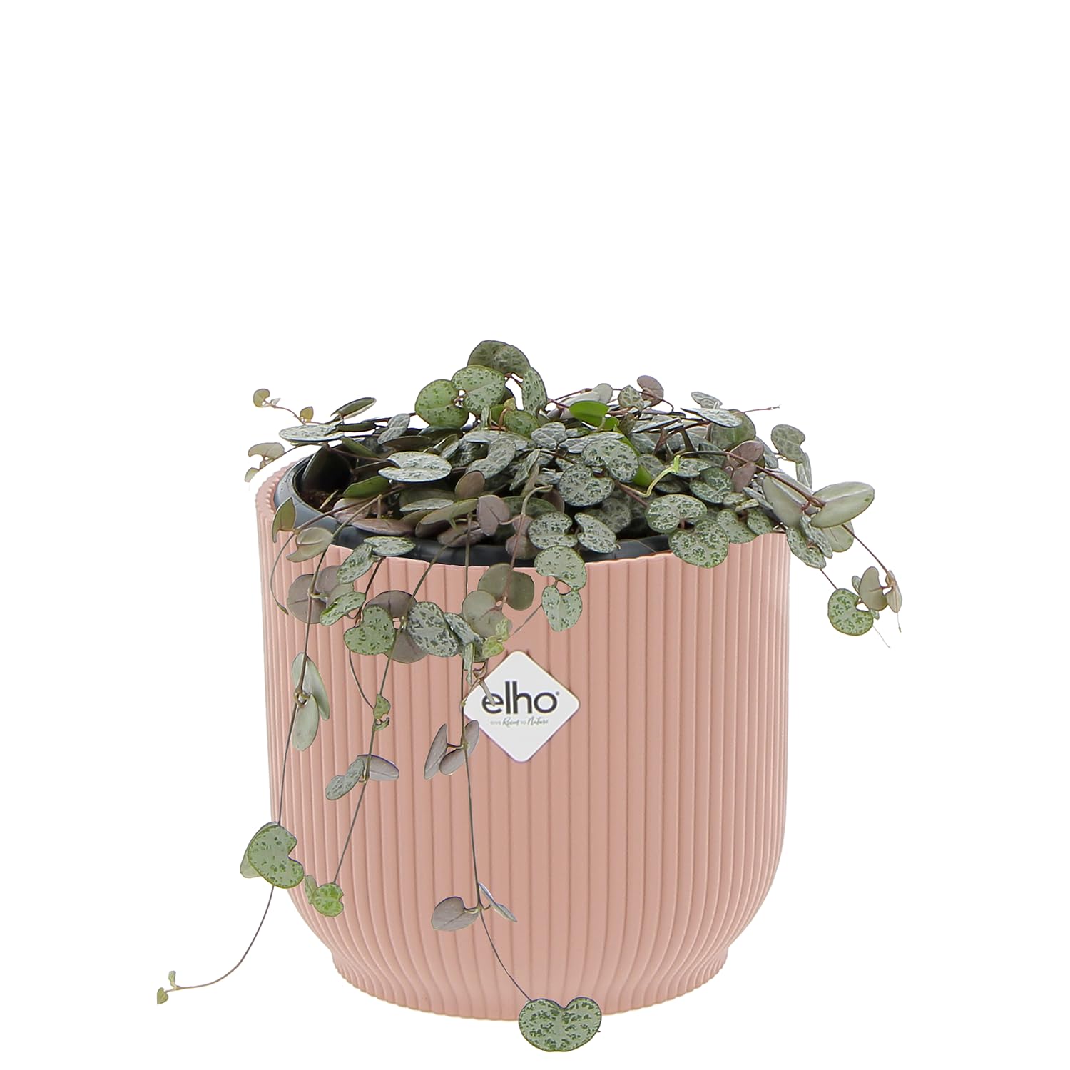 Kentis - Ceropegia Woodii - Pianta Collana di Cuori - Piante Vere da Appartamento - Pianta Succulenta Ricadente Decorativa Facile Cura - Vaso Ø 14 cm