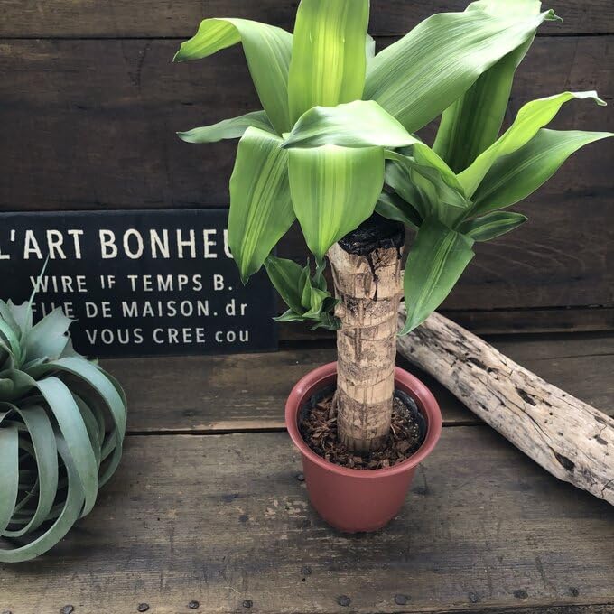 観葉植物 ストライプ模様の葉　幸福の木　ドラセナ　マッサンゲアナ 観葉植物 ストライプ模様の葉 幸福の木 ドラセナ マッサンゲアナ