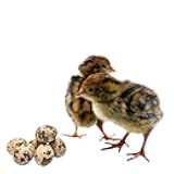 48+ Coturnix Quail Fertile Hatching Eggs