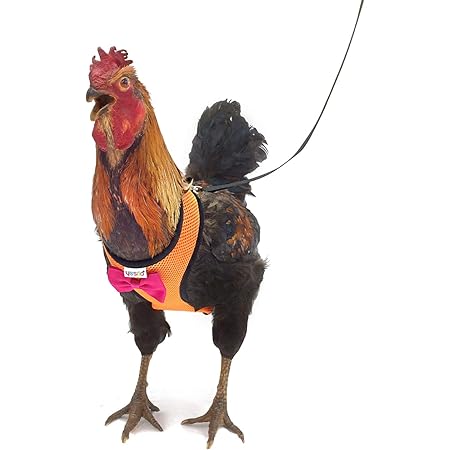 chicken leash amazon