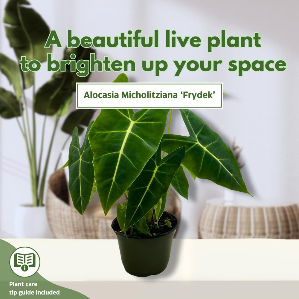 BubbleBlooms Alocasia Frydek Green Velvet in a 6 inch Pot