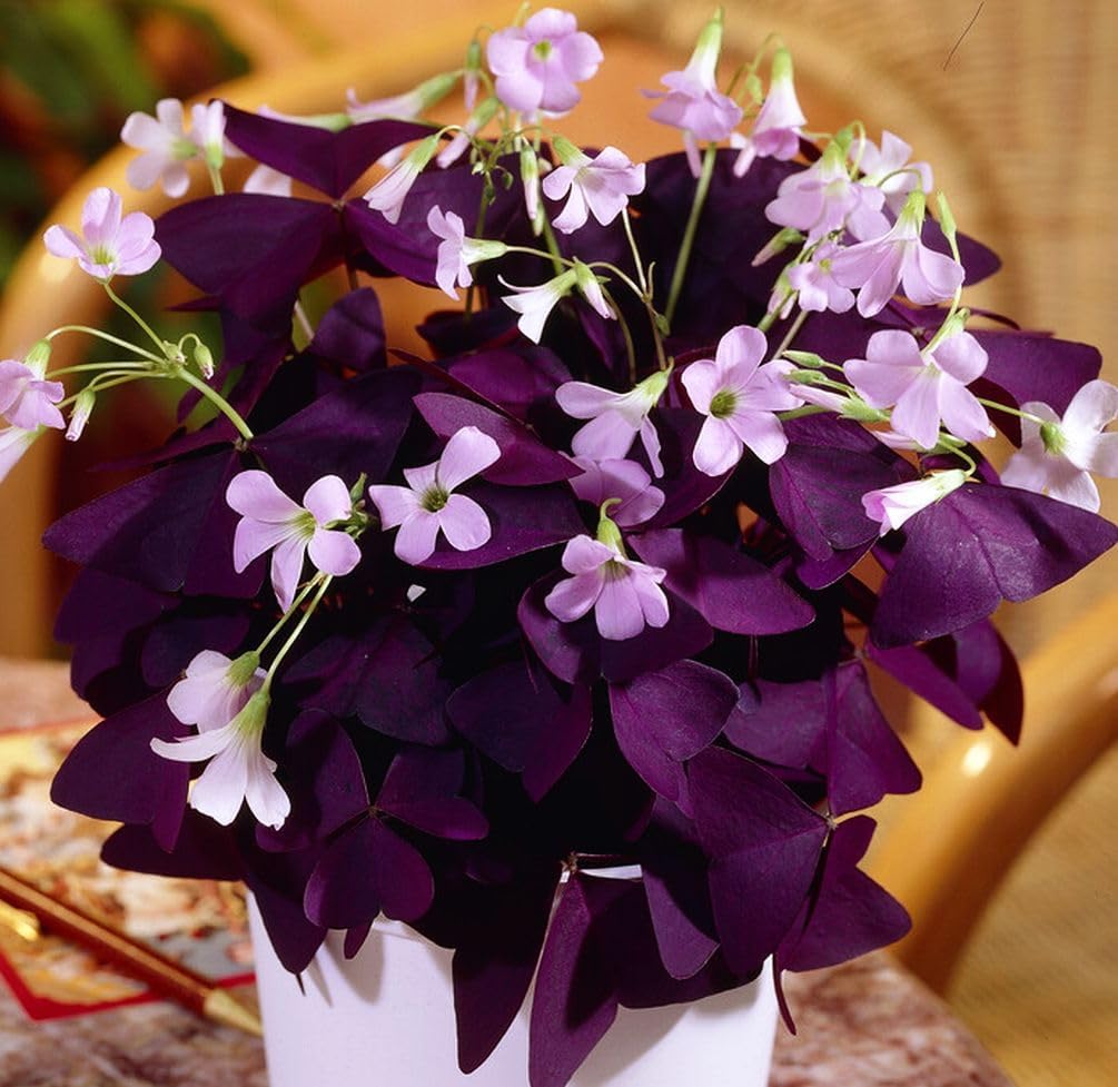 Purple Shamrocks Bulbs Good Luck Plant Dark Foliage Triangularis & Light Pink Flowering Blooms Oxalis for Planting Grows Indoor or Outdoor (Purple Oxalis Shamrocks Bulbs, 40, Count)