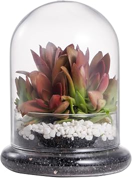NCYP Small Clear Decorative Glass Terrarium Cloche with Air Hole - 4.7 x 4.7 x 6.3 Inches Glass Dome with Base for Miniature Plants - Display Storage No Plants Included