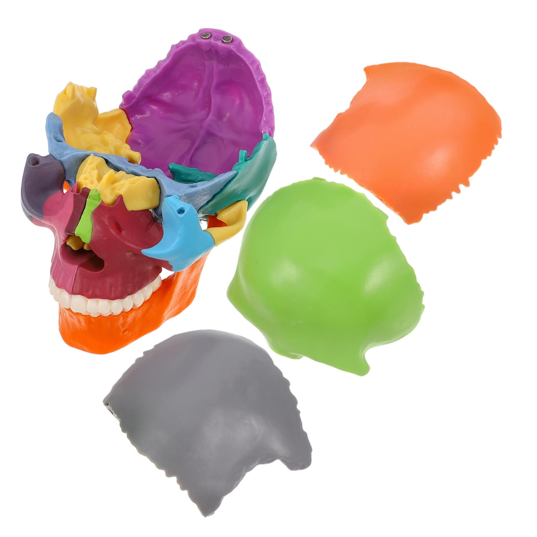 Modello Cranio Anatomia Realistico con Parti Staccabili Supporto Didattico Scientifico Colore Distintivo Materiale Durevole Uso in Medicina e Formazione