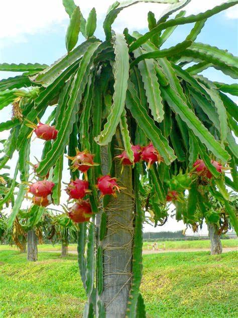 Mphmi Live Plant Nursery NCR Live Plants Dragon Fruit - Plant (Plant Height 4 inches, Pack of 1 Dragon Fruit Plant) (B0C396WL45) Amazon Price History, Amazon Price Tracker