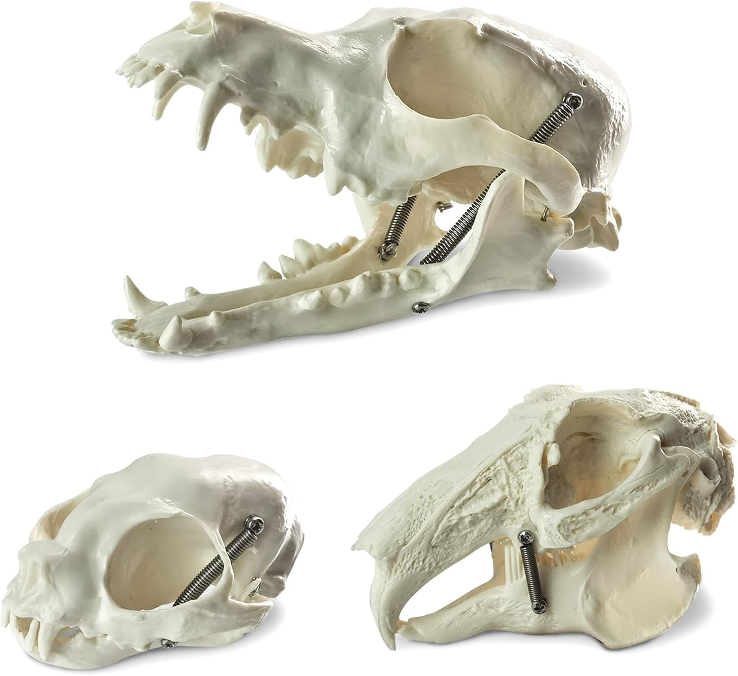 EVOTECH SCIENTIFIC Hunde-, Katzen- und Kaninchenschädel - 3 Tierschädelmodelle, geeignet für den wissenschaftlichen Unterricht, Ausstellung von Tierproben