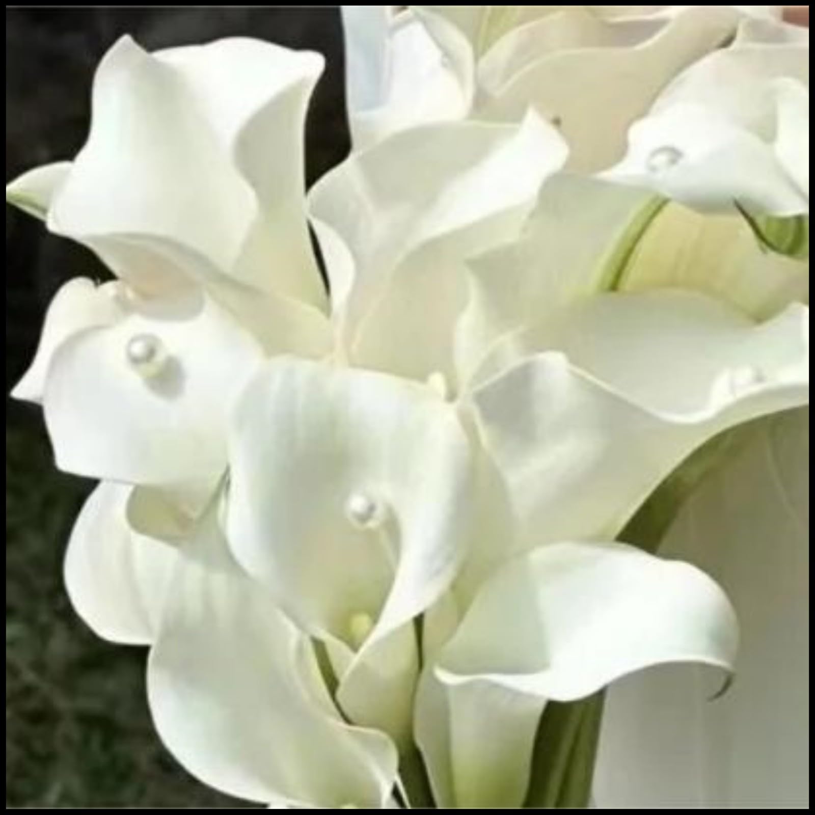 Calla Lily Bulbs for Planting Now UK Ornamental Perennial Excellent Display Plant Bulbs Greening Flower Good for Containers/Natural Organic Easy Plant Perennial-10bulbs-H