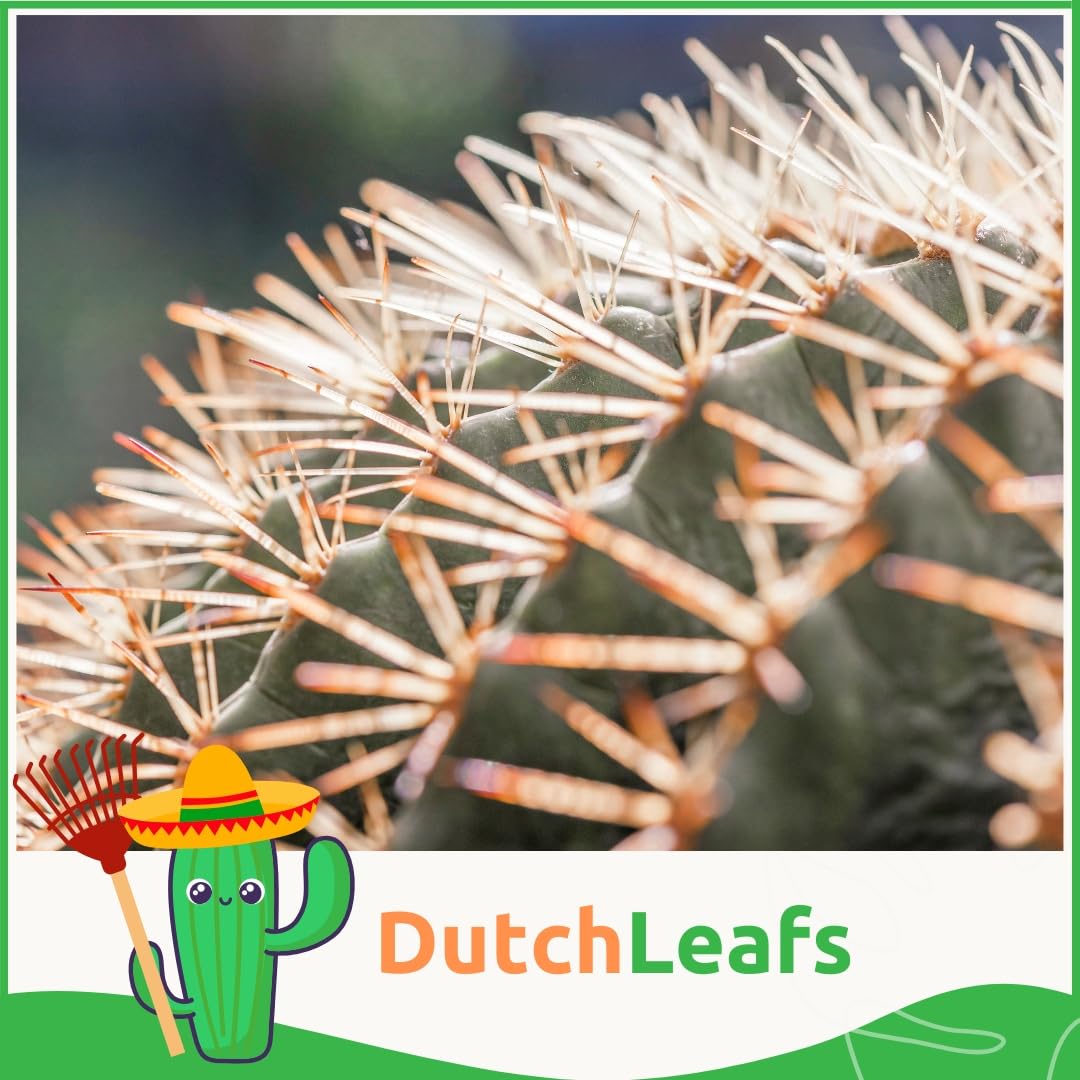 Kugelkaktus Mix 20 Stück Verschiedene Mini-Kakteen - Topf 5,5 cm - Mammillaria Kaktus Kleine Pflanzen Sammlung Pflegeleichte Zimmerpflanzen - Höhe 8-15 cm