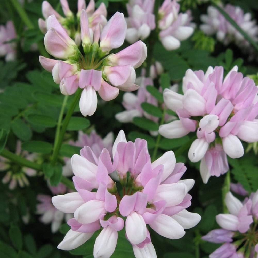 宿根草 クラウンベッチ コロニラ バリア 2株セット イングリッシュガーデン グランドカバー