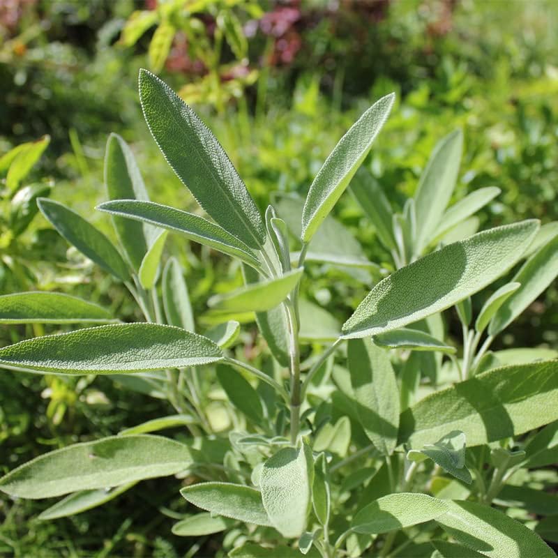 Miniatura 3 de Salvia-hoja ancha (150 semillas)