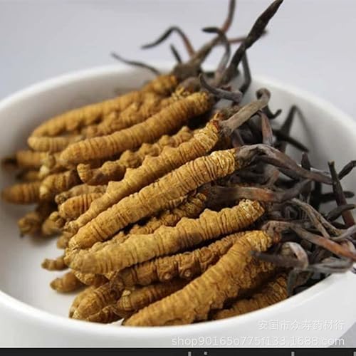 Miniatura 4 de 0.35 oz Cordyceps Sinensis del Himalaya salvaje hongo oruga china Dong Chong Xia Cao Cordyceps Sinensis Wild Cordyceps.