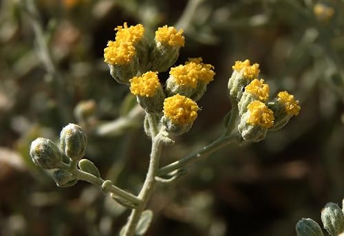 20 Achillea fragrantissima Seeds, Desert Yarrow, Fragrant Yarrow,