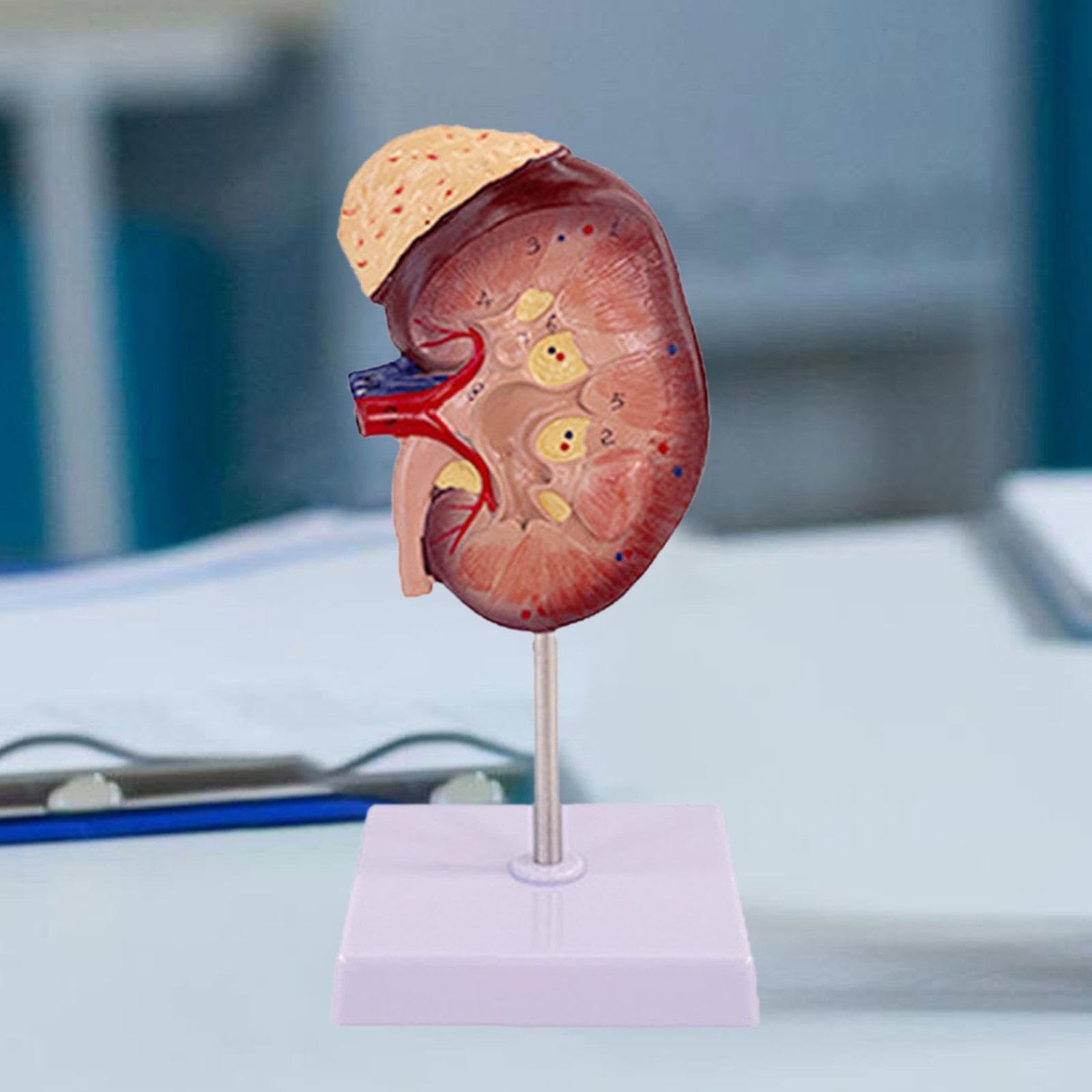Modello Professionale Umano per L'apprendimento Della Biologia.