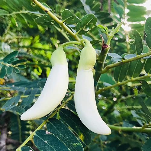 Miniatura 4 de 20 semillas de árbol de Sesbania Grandiflora blancas comestibles para jardín