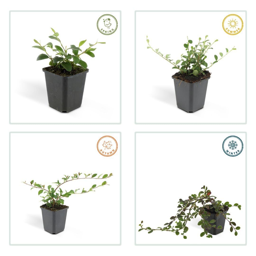 Plants by Frank Cotoneaster Dammeri, 24 plantes de cotonéaster, Ø 9 cm