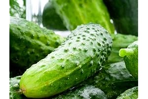 100 Boston Pickling Cucumber Seeds | Non-GMO | Fresh Garden Seeds