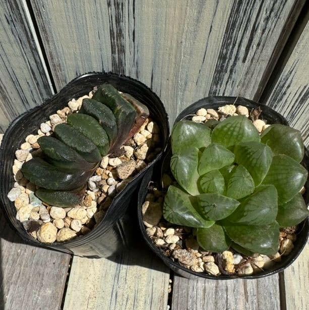 9AAA ハオルチア　多肉植物　雨玉オブツーサ錦　自家繁殖 多肉植物】オブツーサ錦の増やし方！葉挿しと胴切りと実生。成長