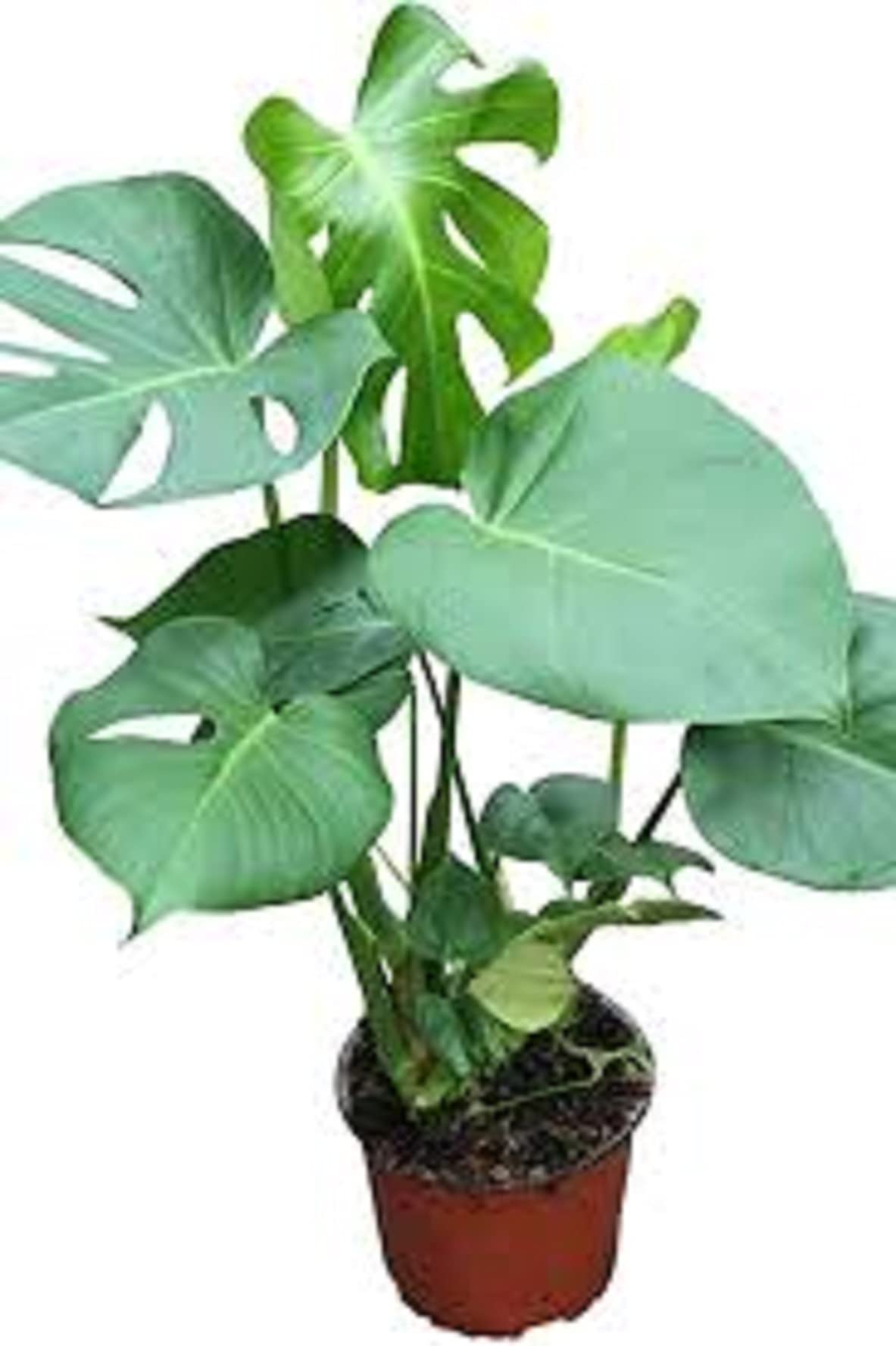 Buy Swiss Cheese (Monstera deliciosa) in 14cm Pot. 60+cm Tall Online at desertcartSri Lanka