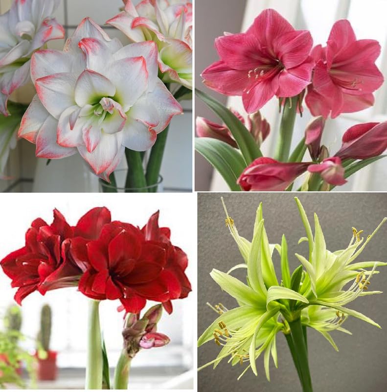 Luxurious Blooms Amaryllis Lily Flowering Bulbs Imported Variety for Indoor and Outdoor Gardening Multicolour (Pack Of 7)
