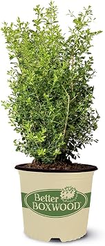 2g Boxwood Better Skylight