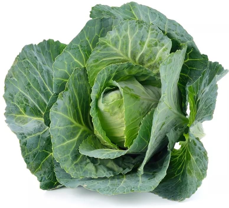 Willvine Round Shape Green Ball Style Cabbage-KWI-10Q-image-18