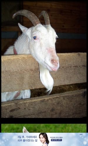 Coco`s Zoo 2