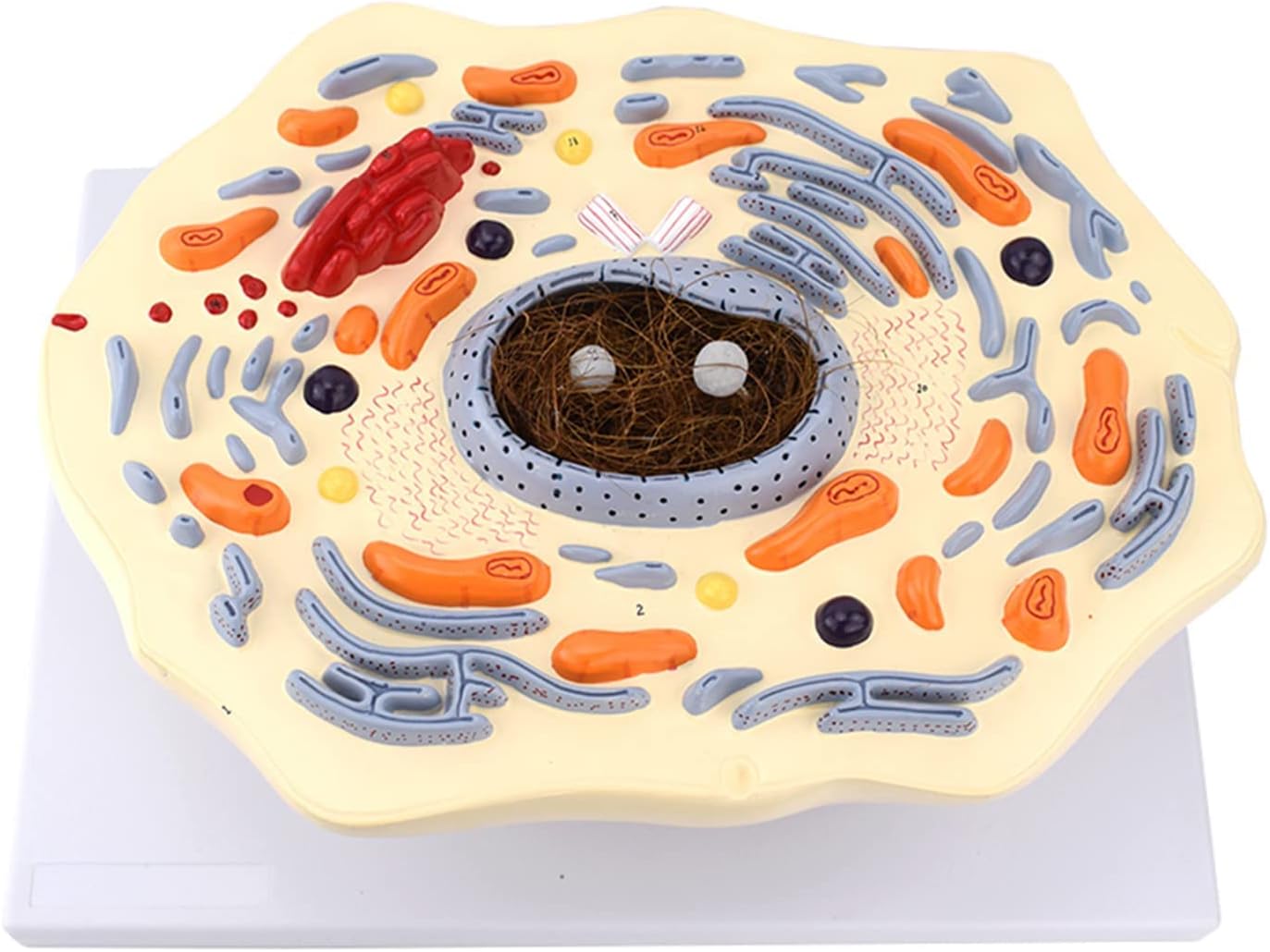 Animal Thin Chest Model - Animal Cell Structure Model - Microscopically Magnified Golgi Mitochondrial Organism Science Kits, Lab Supplies