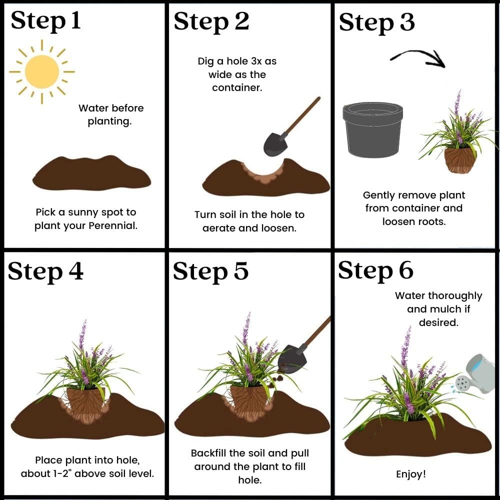 Grass 1 Gal. Variegated Liriope Grass Plant