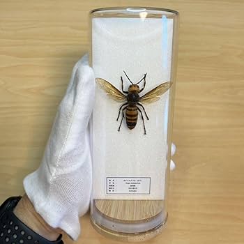 Amazon.co.jp: 昆虫標本オオスズメバチ ガラスケース入り : おもちゃ