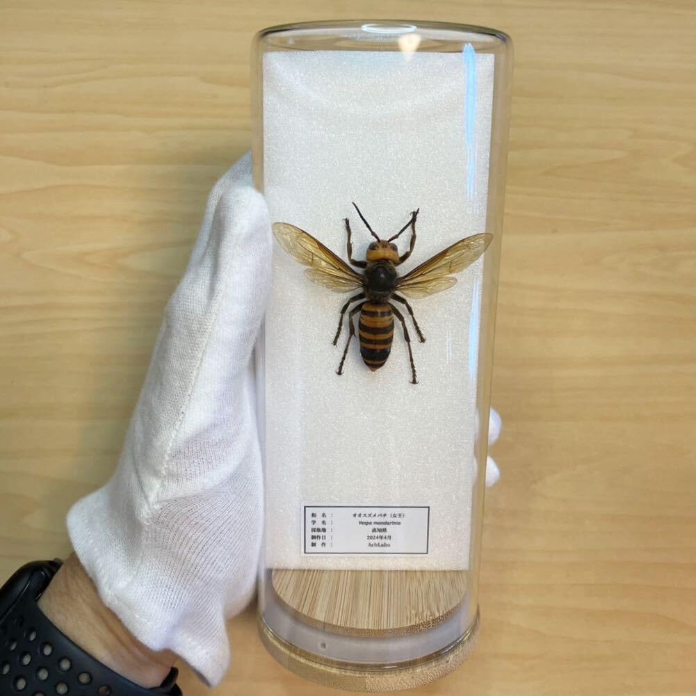Amazon.co.jp: 昆虫標本オオスズメバチ ガラスケース入り : おもちゃ