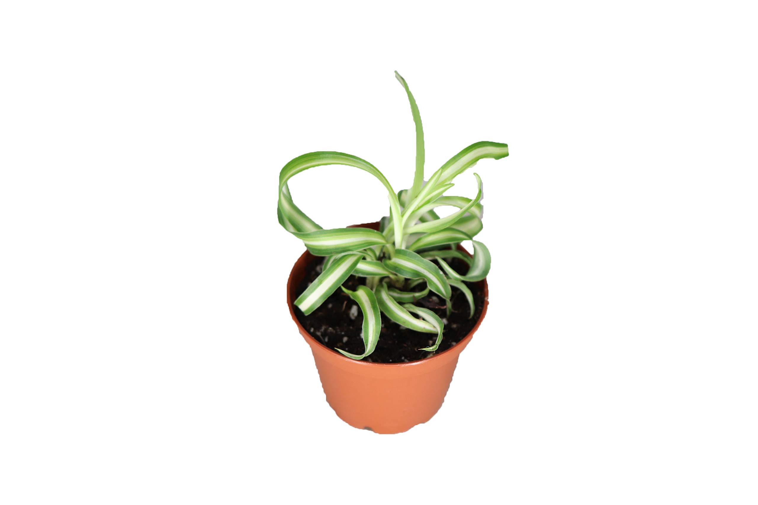 Bonnie Curly Spider Plant - 2'' from California Tropicals